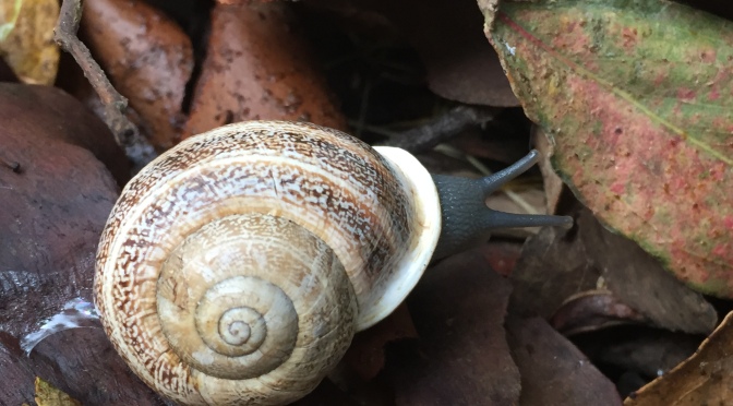 Mundane Monday: Snail in the Rain