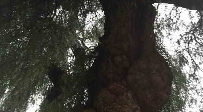 Mundane Monday: Gnarled Tree in Fremont