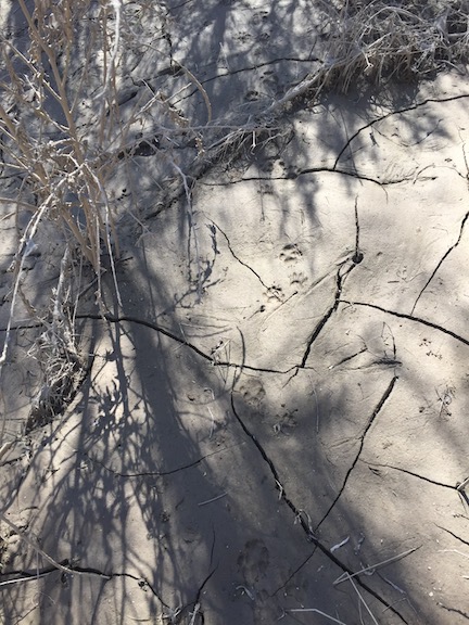Animal Tracks in the Mud