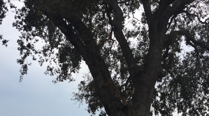 Mundane Tuesday: Tired Oak Tree