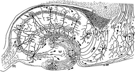 CajalHippocampus