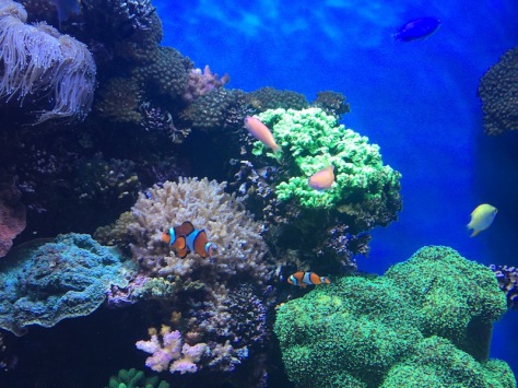 MontereyCoralClownfish