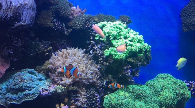 Mundane Tuesday: Coral