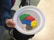 Clay brain areas